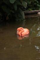 Pink flamingo bird in water photo