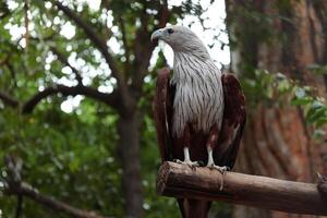 Eagle on the tree photo
