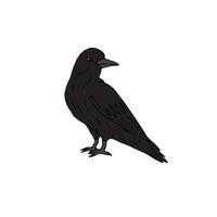 Hand drawn doodle raven isolated on white background vector