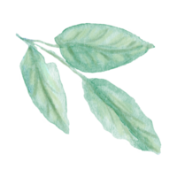 Watercolor hand painted green stem with three leaves on transparent background. Botanical watercolor rustic greenery for design. Tree art design png