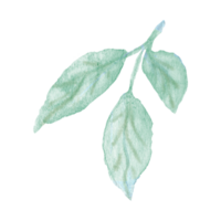 Watercolor hand painted green stem with three leaves on transparent background. Botanical watercolor rustic greenery element for design. Tree art design png