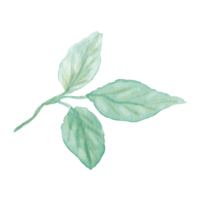 Watercolor hand painted stem with three leaves on transparent background. Botanical watercolor rustic greenery for design. Tree art design png