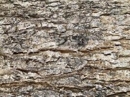 Abstract close up of wood texture, tree bark, nature background. photo