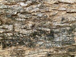 Abstract close up of wood texture, tree bark, rough surface, nature background. photo