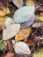 Wet autumn leaves close up with water droplets. Autumn foliage in the forest after the rain. photo