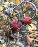 Dry rose hips close up. Autumn theme photo. photo