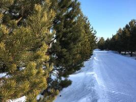 Snowy road lined with pine trees on a sunny winter day. photo