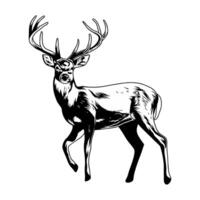 deer standing sideways with face facing forward hunting illustration logo image t shirt vector