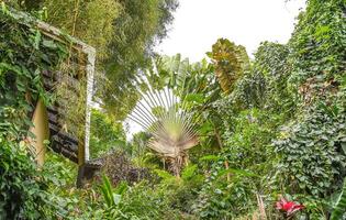 A Travellers Palm on Bali in Indonesia photo