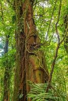 The trunk of an old tree in the Monteverde cloud forest photo