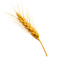 A close up view of a single golden wheat stalk with sharp awns against a plain backdrop transparent background png