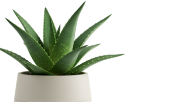 A vibrant aloe vera plant in a white pot against a plain backdrop with ample copy space available transparent background png