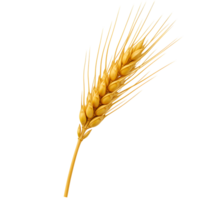 Isolated golden wheat stalk with seeds and awns on a plain colored simple studio setting view image transparent background png