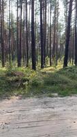 Trees, bushes, plants, grass in the summer in the forest on a sunny calm day in the summer video