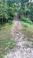 Treaded path uphill into the forest, trees, bushes in the forest in summer video