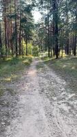 ein Pfad im das Wald unter das Bäume führen tief in das Unbekannt video