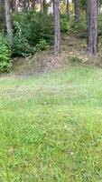 Forest edge, tall trees, bushes and grass in summer on a sunny day video