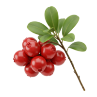 A cluster of vibrant red lingonberries with green leaves on a stem against a plain setting space transparent background png