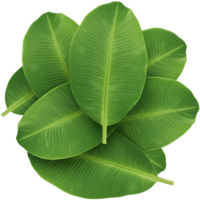 A group of vibrant foliage with prominent veins stacked against a plain colored setting view from above transparent background png