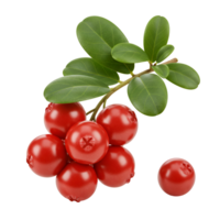 A vibrant display of lingonberries with fresh green leaves against a plain simple setting shown here transparent background png