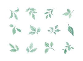 Set of watercolor hand painted green stems with leaves on white background. Botanical watercolor rustic greenery for design. vector