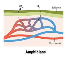 Cutaneous respiration in frog. Respiratory System of Frog vector