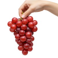 Hand holding a bunch of ripe red grapes against a plain backdrop in a studio setting clearly visible transparent background png