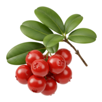 Cluster of vibrant red lingonberries with green leaves against a plain transparent area view image transparent background png