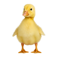 A fluffy yellow duckling standing upright with its feet visible on a plain background image here now transparent background png