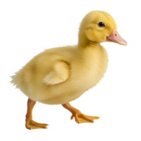 A vibrant yellow duckling is walking on its orange feet against a plain transparent area space here transparent background png
