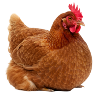 A hen with reddish plumage is seen resting against a plain backdrop in a studio setting image transparent background png