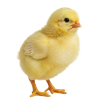 A small fluffy yellow chick standing upright and looking to the side on a solid color background plain transparent background png