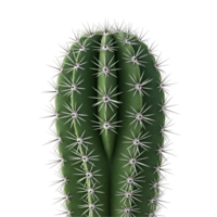 A close up view of a green cactus with white spines against a plain colored surrounding area transparent background png