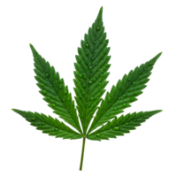 Isolated green cannabis leaf covered with water droplets on a plain simple setting scene view shot transparent background png