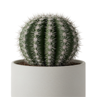 A globular cactus with white spines in a cylindrical white pot against a plain simple setting transparent background png