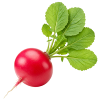 Isolated radish with vibrant green leaves and a bright red root on a transparent setting view close up transparent background png