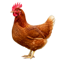 A single brown hen standing in profile with a red comb and wattle on a plain isolation transparent background png