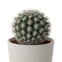 Close up of a green cactus with white spines in a white pot against a plain studio backdrop transparent background png