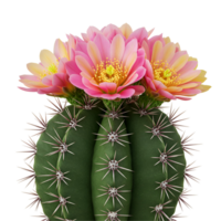 A green cactus with sharp spines topped with several pink and yellow flowers in full bloom on a plane space transparent background png