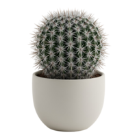 A small round cactus with spines in a simple white pot against a plain studio style view image scene transparent background png