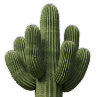 A close up view of a saguaro cactus with multiple arms against a plain colored background transparent background png