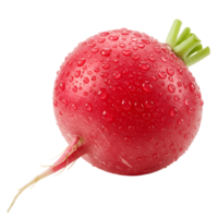 Close up of a vibrant radish with water droplets against a plain simple isolated backdrop view shot transparent background png