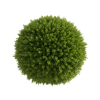 An aerial view of a perfectly round green bush against a plain solid color background image shot transparent background png