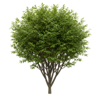 Isolated tree with dense foliage and a visible trunk against a plain transparent area view image transparent background png