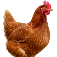 A reddish brown hen with a red comb and wattle in a profile view looking to the right side frame transparent background png