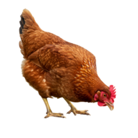 A brown hen pecking at the ground with a red comb and wattle isolated on a plain background space for text transparent background png
