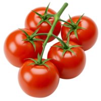 A vibrant bunch of tomatoes still attached to the vine on a plain isolated presentation view setup transparent background png
