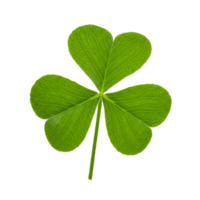 A vibrant shamrock with three leaves isolated against a solid and simple plain backdrop view close up transparent background png