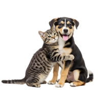 Striped tabby kitten hugging a smiling puppy with its paws on an isolated solid color background transparent background png