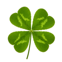A single four leaf clover with visible veins and a stem against a plain solid color backdrop transparent background png